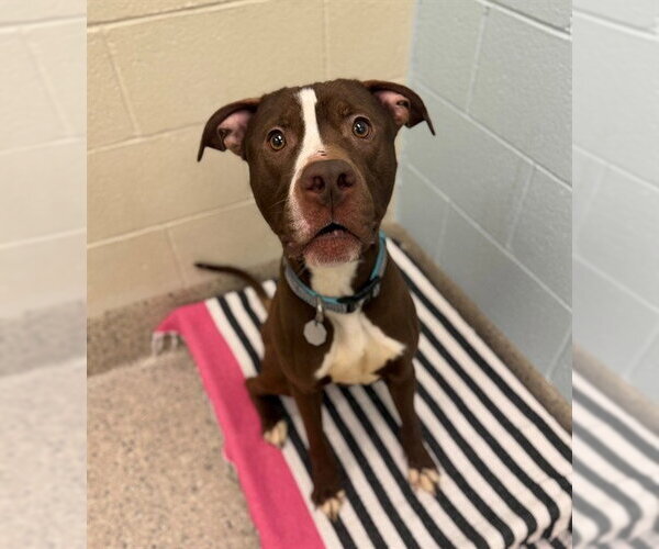 Medium Photo #1 Mutt Puppy For Sale in Brighton, CO, USA