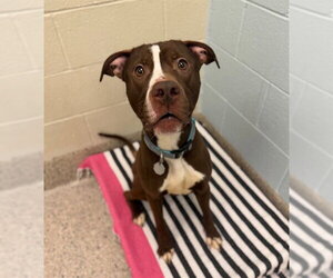 Mutt Dogs for adoption in Brighton, CO, USA