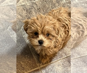 Maltipoo Puppy for sale in ATLANTA, GA, USA