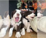 Small Photo #7 Sheepadoodle Puppy For Sale in HUNTINGTON BEACH, CA, USA