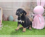 Small #8 Catahoula Leopard Dog