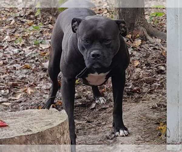 Medium Photo #1 American Bulldog Puppy For Sale in COLUMBIA, KY, USA