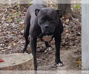 Mother of the American Bulldog puppies born on 09/30/2025