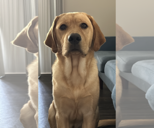 Marley. Urgently needs foster or adopter - Male Golden Retriever Dog for Adoption - Photo #2
