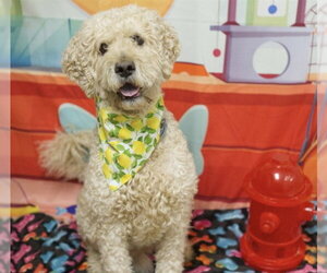 Goldendoodle Dogs for adoption in Placerville, CA, USA