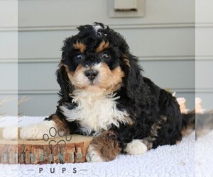 Bernedoodle (Miniature) Puppy for sale in NARVON, PA, USA