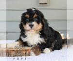 Small Bernedoodle (Miniature)