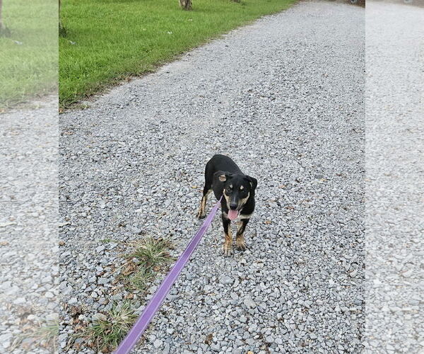 Medium Photo #10 Feist Terrier-Unknown Mix Puppy For Sale in Wakefield, RI, USA