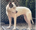 Small #1 Mutt