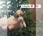 Puppy Charlie Goldendoodle (Miniature)