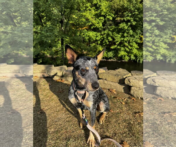 Medium Photo #9 Mutt Puppy For Sale in Garden City, NY, USA