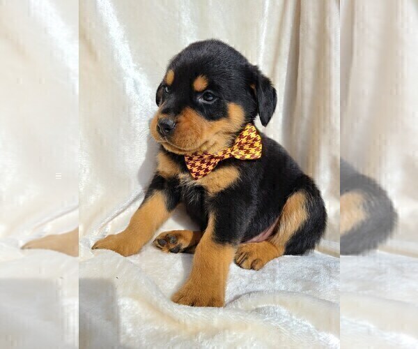 Full screen Photo #3 Rottweiler Puppy For Sale in MIDDLEBURY, IN, USA