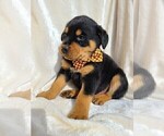Small Photo #3 Rottweiler Puppy For Sale in MIDDLEBURY, IN, USA