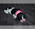 Small Photo #29 English Springer Spaniel Puppy For Sale in LITCHFIELD, MN, USA