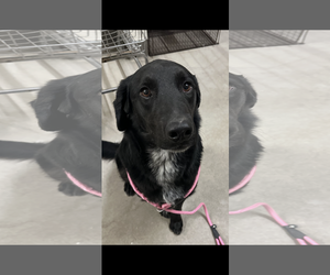 Labrador Retriever-Unknown Mix Dogs for adoption in San Diego, CA, USA