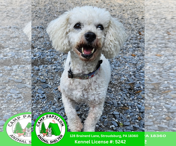 Medium Photo #2 Bichon Frise Puppy For Sale in Stroudsburg, PA, USA