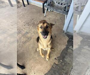 German Shepherd Dog Dogs for adoption in San Antonio, TX, USA