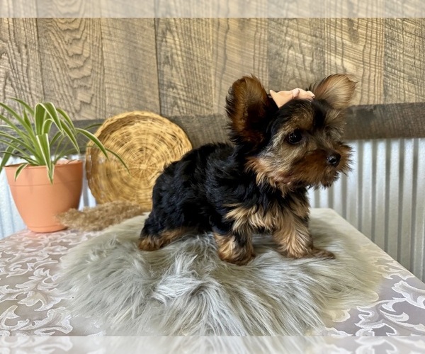 Medium Photo #4 Yorkshire Terrier Puppy For Sale in NAPPANEE, IN, USA