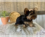 Small #3 Yorkshire Terrier