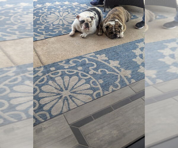 Medium Photo #4 Bulldog Puppy For Sale in San Diego, CA, USA