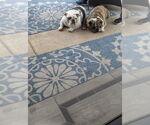 Small #3 Bulldog
