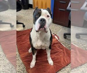 American Staffordshire Terrier Dogs for adoption in Tracy, CA, USA