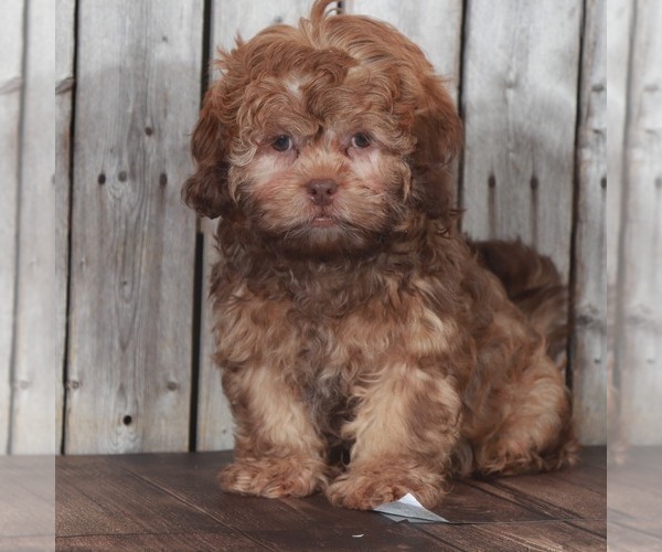 Medium Photo #2 ShihPoo Puppy For Sale in MOUNT VERNON, OH, USA
