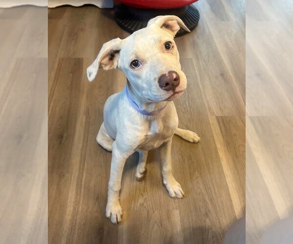 Medium Photo #3 Pointer-Unknown Mix Puppy For Sale in Wakefield, RI, USA