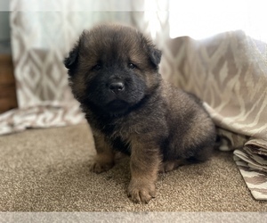 Chow Chow Puppy for sale in DRUMMONDS, TN, USA
