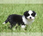 Small #4 Shih Aussie