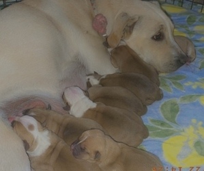 American Pit Bull Terrier-Labrador Retriever Mix Puppy for sale in BELLEVILLE, IL, USA
