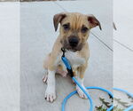 Small #1 American Pit Bull Terrier-Labrador Retriever Mix
