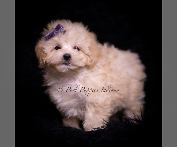 Medium Photo #5 Maltipoo (Miniature) Puppy For Sale in WARSAW, IN, USA