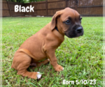 Small Photo #6 Boxer Puppy For Sale in WEST COLUMBIA, SC, USA