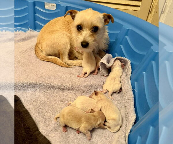 Medium Photo #3 Jack Russell Terrier-Unknown Mix Puppy For Sale in Spring Lake, NC, USA