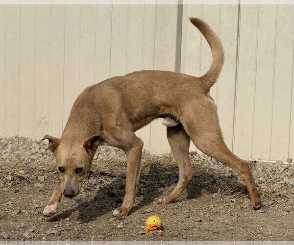 Medium Photo #2 Labrador Retriever-Unknown Mix Puppy For Sale in Corning, AR, USA