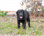 Small #7 Labrador Retriever