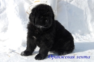 Newfoundland Puppy for sale in Yemanzhelinsk, Chelyabinsk, Russia