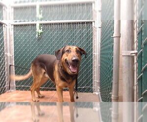 German Shepherd Dog Dogs for adoption in Downey, CA, USA