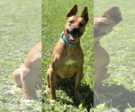 Small #1 Mutt
