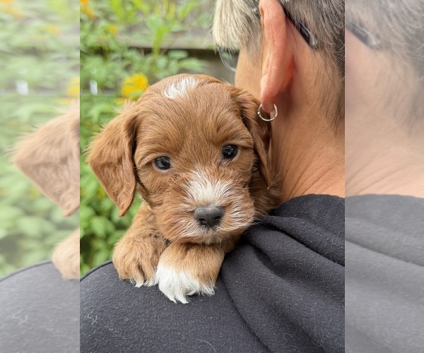Medium Photo #1 Goldendoodle (Miniature) Puppy For Sale in MANTECA, CA, USA