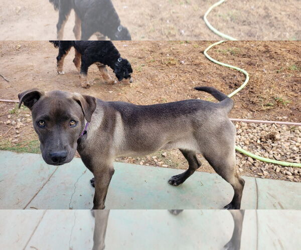 Medium Photo #7 Labrador Retriever-Unknown Mix Puppy For Sale in San Diego, CA, USA
