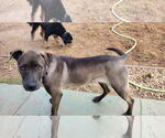 Small #6 Labrador Retriever Mix