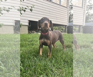 Medium Doberman Pinscher
