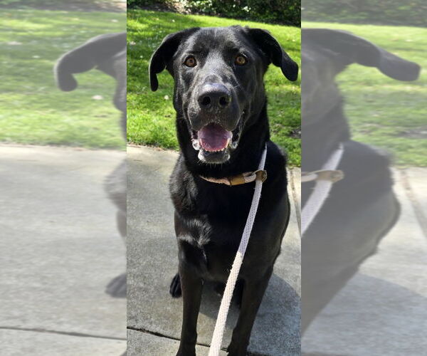 Medium Photo #3 Labrador Retriever-Unknown Mix Puppy For Sale in Newport Beach, CA, USA