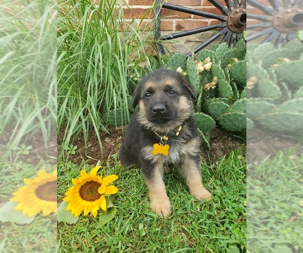 Medium Photo #14 German Shepherd Dog Puppy For Sale in MILLERSTOWN, PA, USA