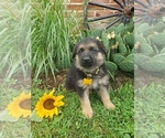 Small Photo #14 German Shepherd Dog Puppy For Sale in MILLERSTOWN, PA, USA