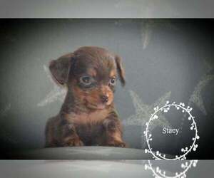 Dachshund Puppy for sale in HOPKINSVILLE, KY, USA
