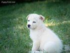 Puppy 2 Border Collie-Siberian Husky Mix