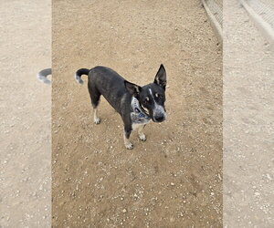 Mutt Dogs for adoption in Maquoketa, IA, USA